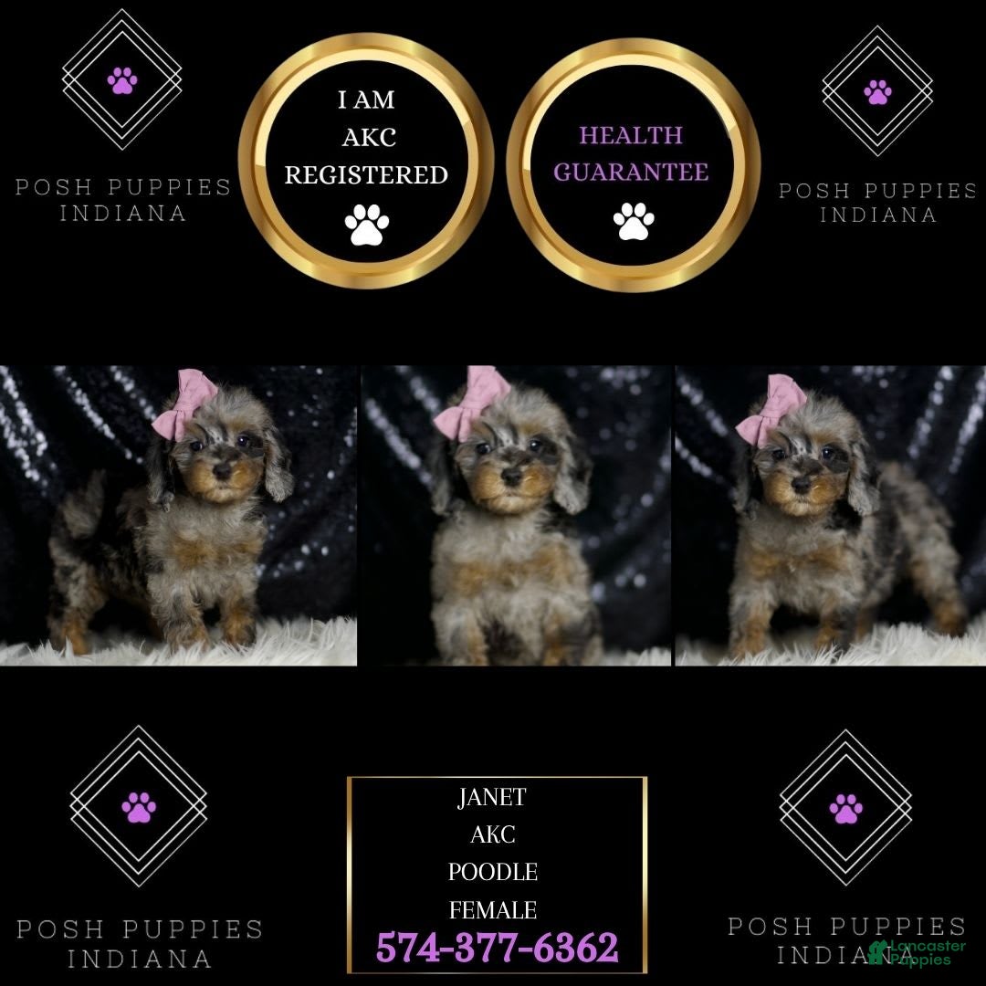 Miniature Poodle dogs for sale: Janet - Image 5