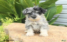 Miniature Schnauzer dogs for sale: Melvin - Image 4