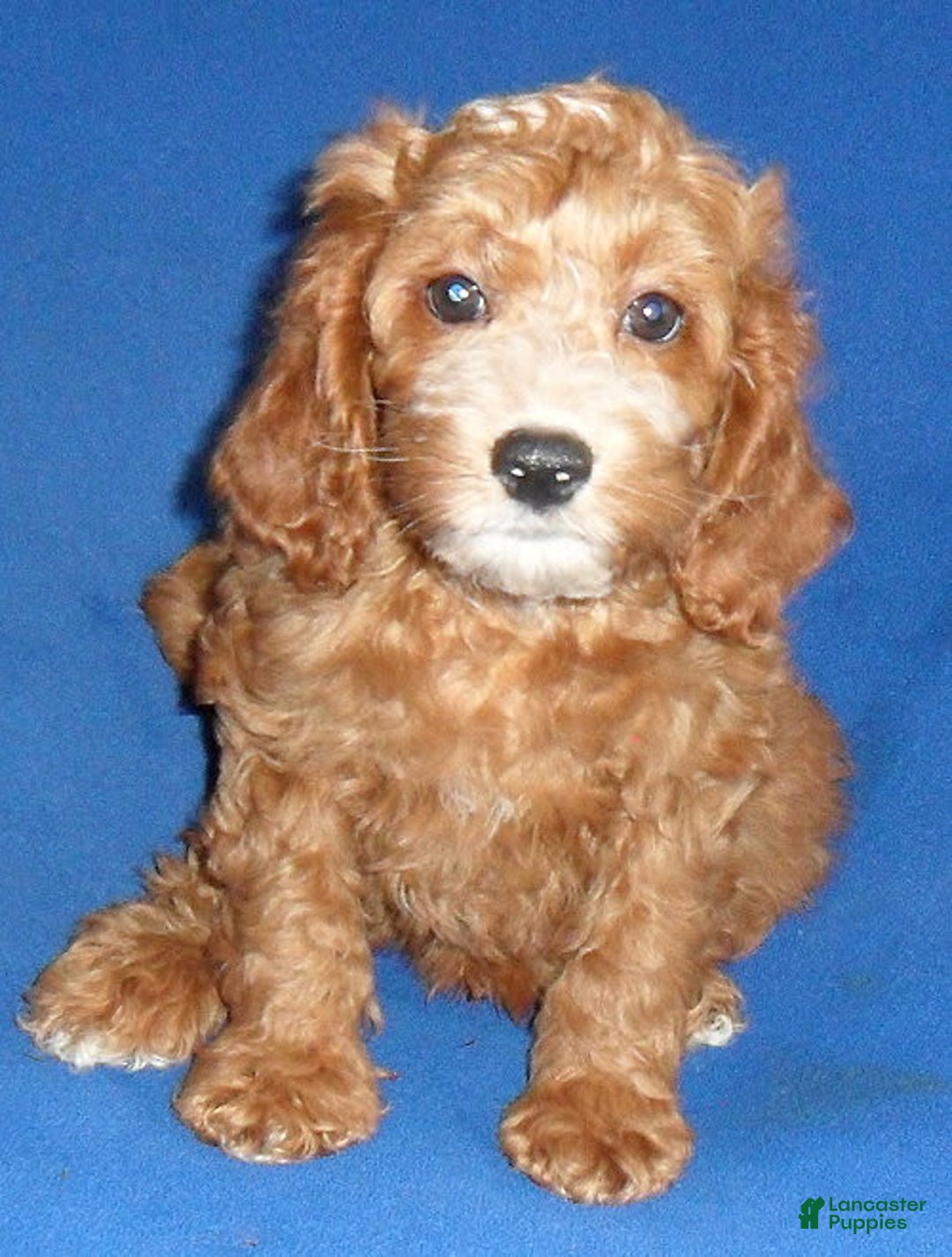Cockapoo dogs for sale: Dudley - Image 14