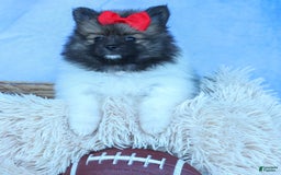 Pomeranian dogs for sale: Betzy - Image 6