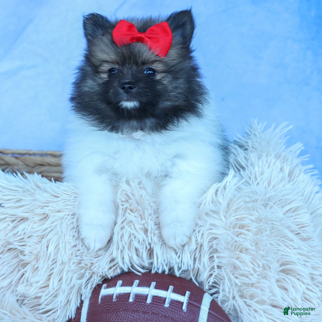 Pomeranian dogs for sale: Betzy - Image 6