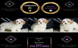 Maltipoo dogs for sale: Maltipoo 4 puppies - Image 6