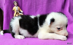 Border Collie dogs for sale: I-dog - Image 12