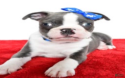 Frenchton dogs for sale: Blaze - Image 3