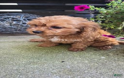 Cavapoo dogs for sale: Theo - Image 7