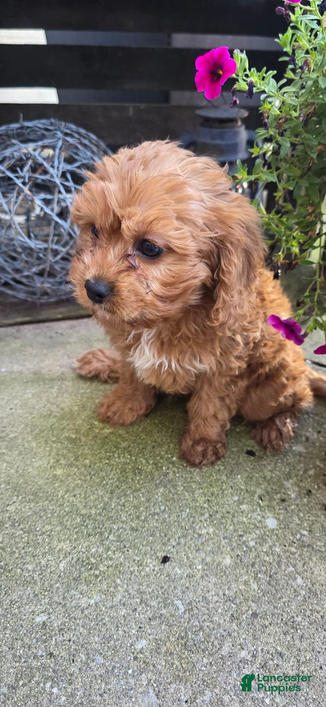 Cavapoo dogs for sale: Theo - Image 7