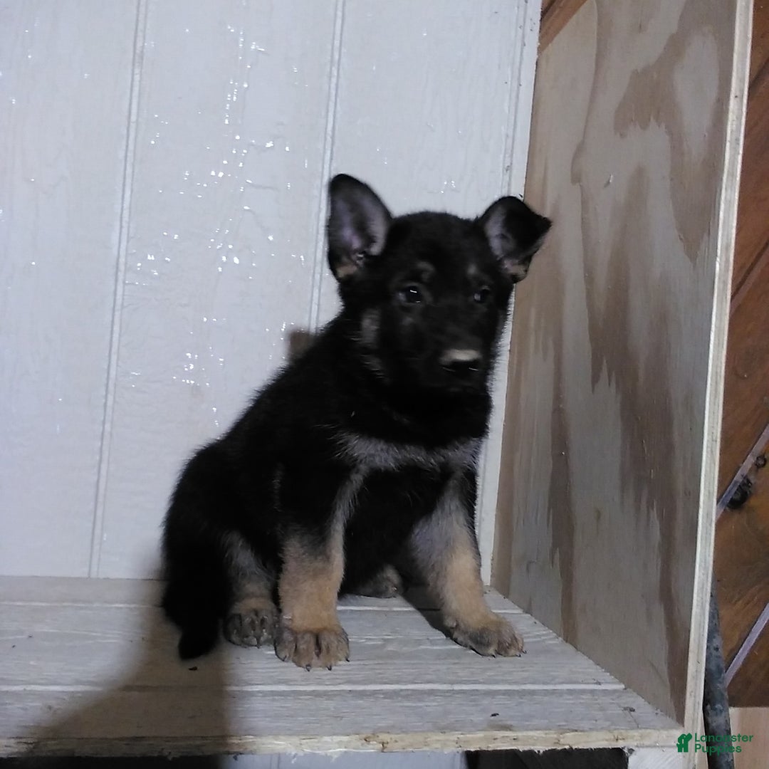 German Shepherd dogs for sale: Angie - Image 1