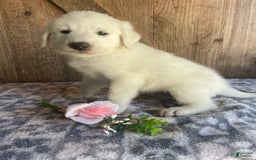 Great Pyrenees dogs for sale: Dodge - Image 4