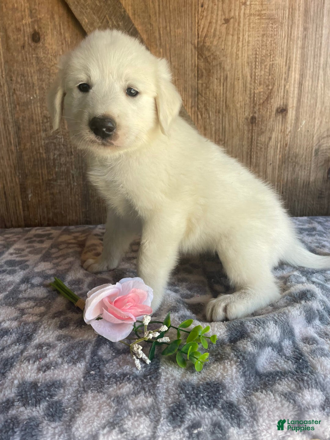 Great Pyrenees dogs for sale: Dodge - Image 4