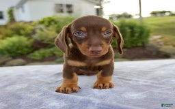 Miniature Dachshund dogs for sale: Fletcher - Image 1