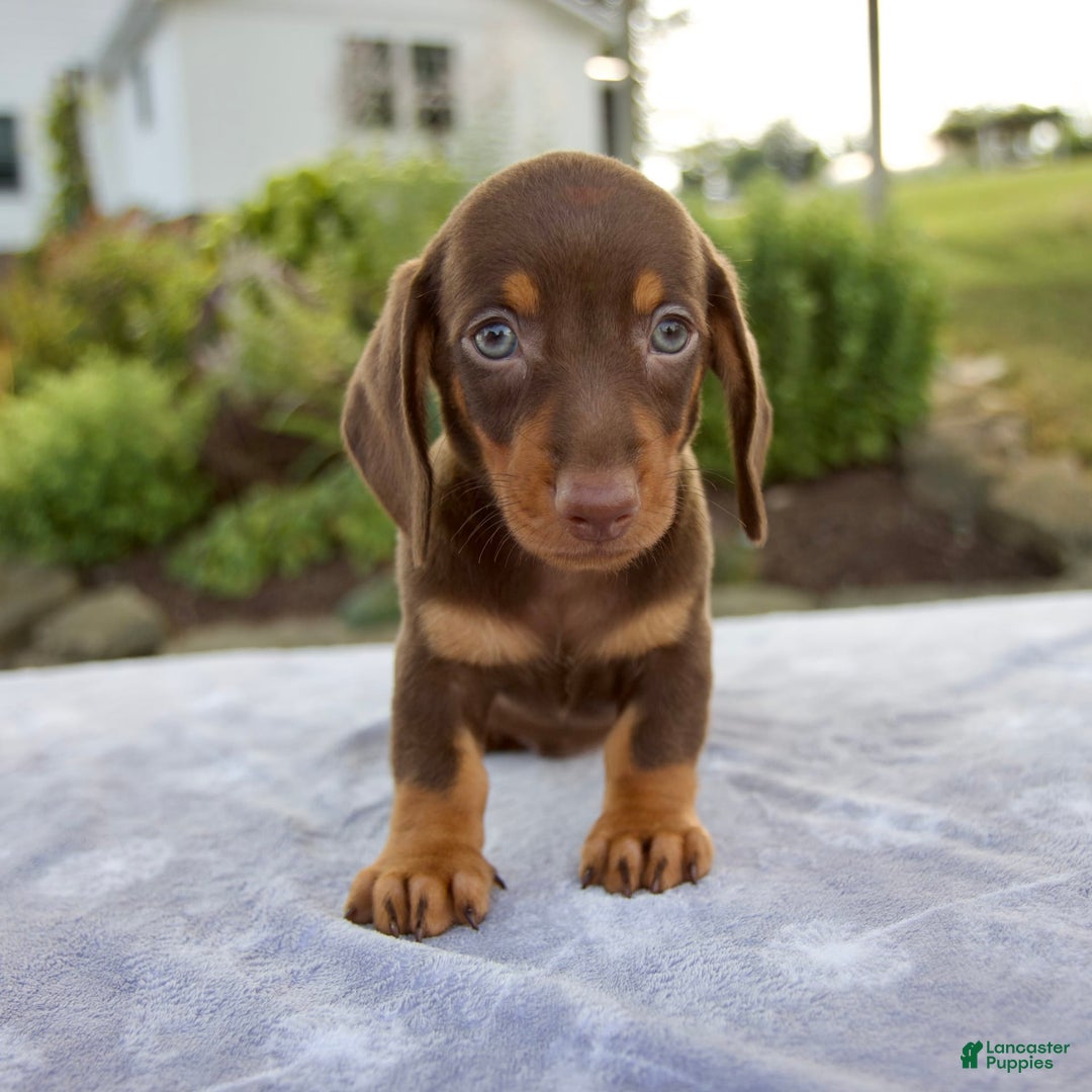 Miniature Dachshund dogs for sale: Fletcher - Image 1