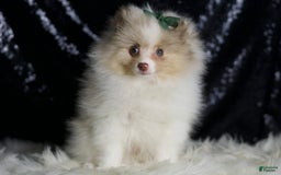 Pomeranian dogs for sale: Chai - Image 3