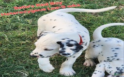 Dalmatian dogs for sale: Belles Red Lua Boy - Image 7