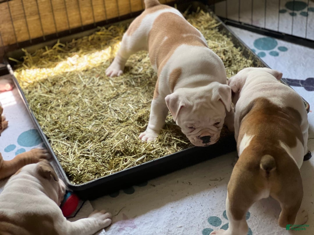 Olde English Bulldogge dogs for sale: Biggy - Image 3