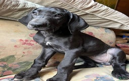 Great Dane dogs for sale: Darla - Image 6