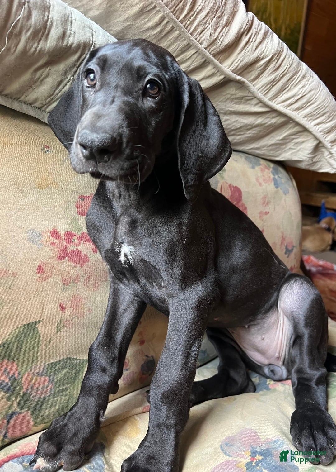 Great Dane dogs for sale: Darla - Image 6