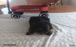 Yorkshire Terrier dogs for sale: Tippy - Image 3