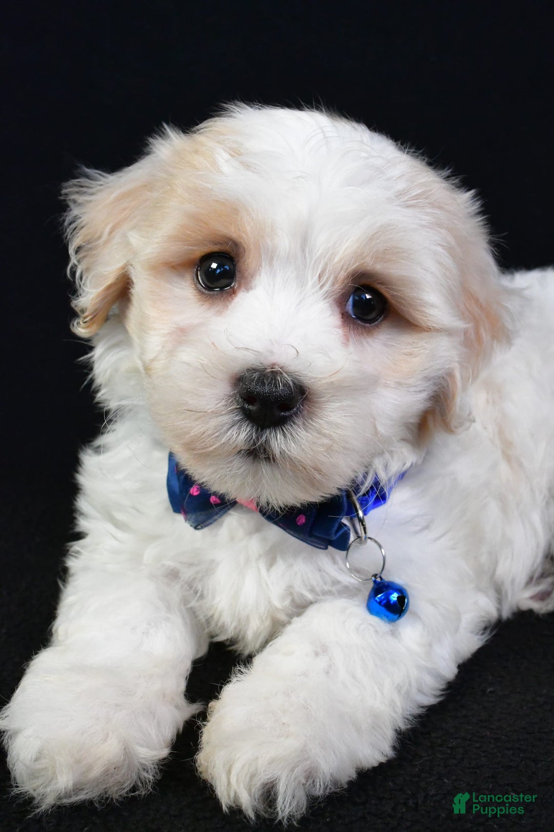 Maltipoo dogs for sale: Bingo - Image 3