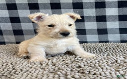 Scottish Terrier dogs for sale: Margie - Image 4