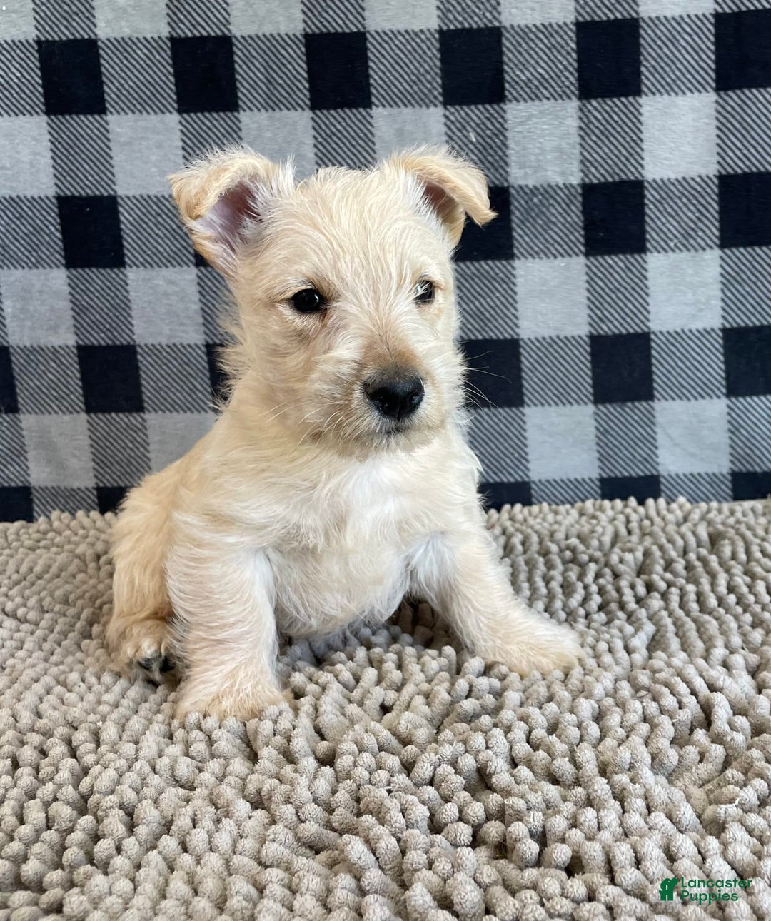Scottish Terrier dogs for sale: Margie - Image 4