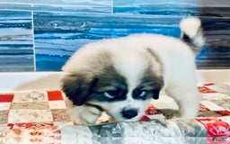 Great Pyrenees dogs for sale: Jolene - Image 1
