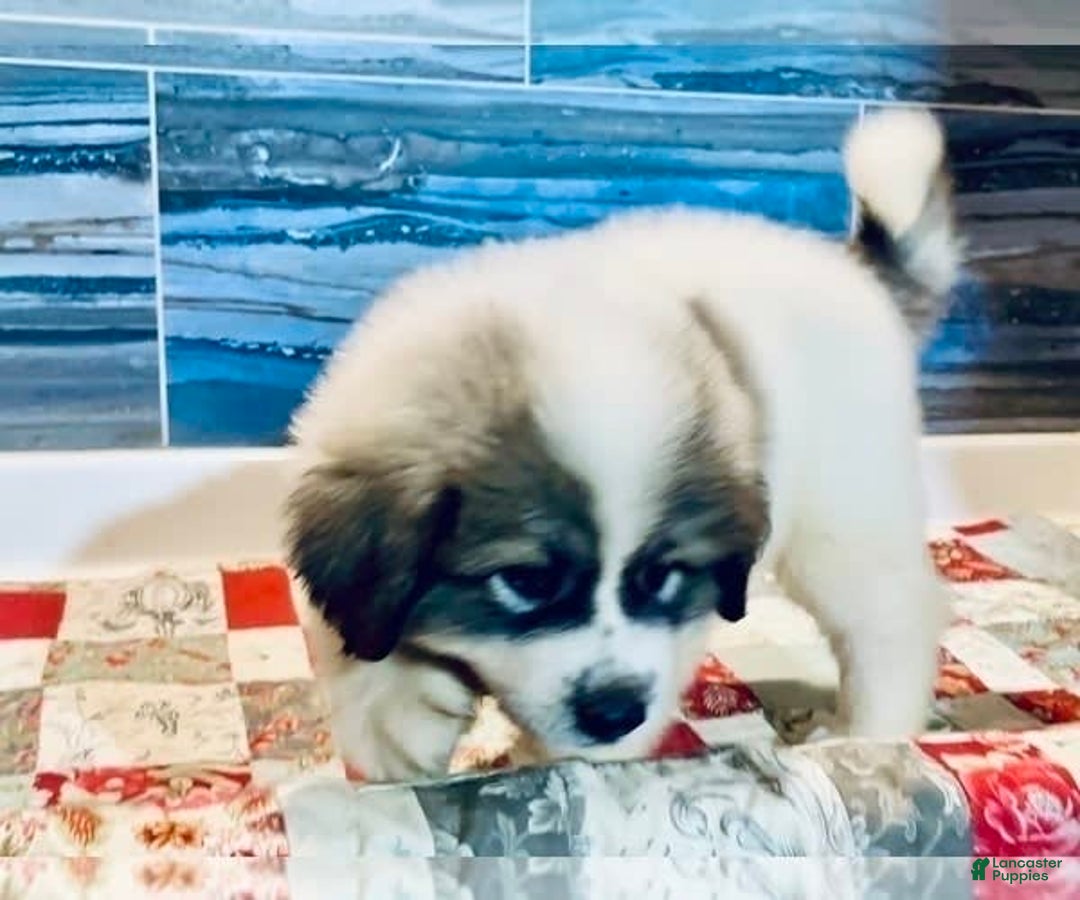 Great Pyrenees dogs for sale: Jolene - Image 1