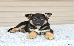 Gerberian Shepsky dogs for sale: Jade - Image 1