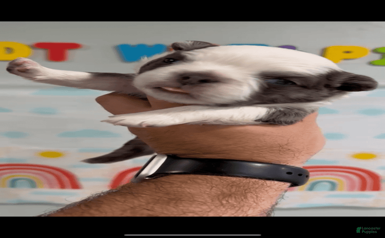 French Bulldog dogs for sale - Ad 3
