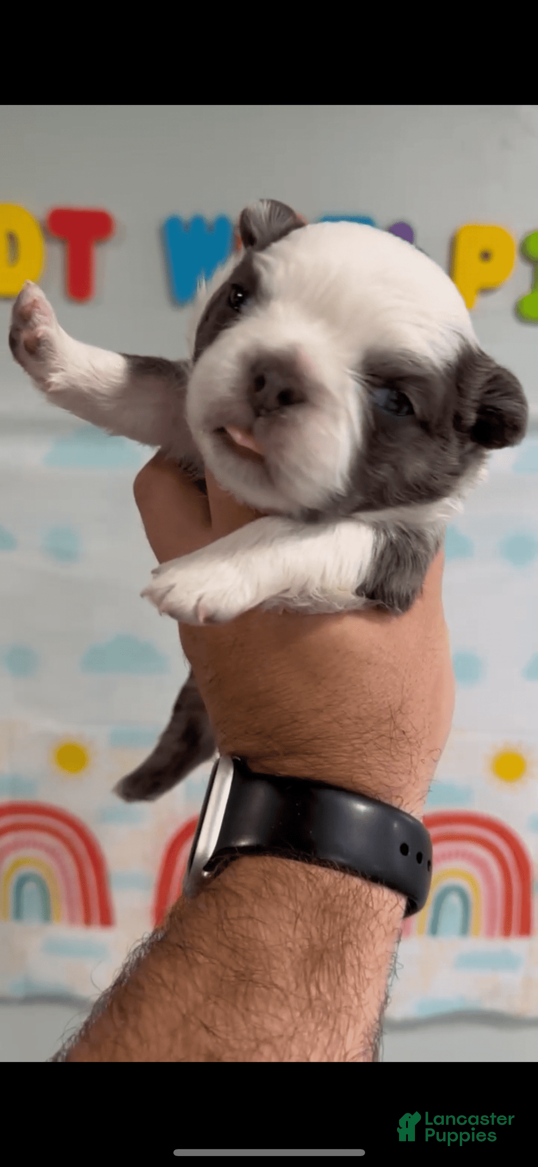 French Bulldog dogs for sale: French Bulldog 5 puppies - Image 1
