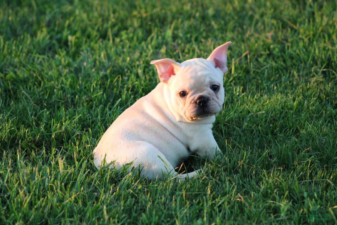 French Bulldog dogs for sale: Lincoln - Image 16
