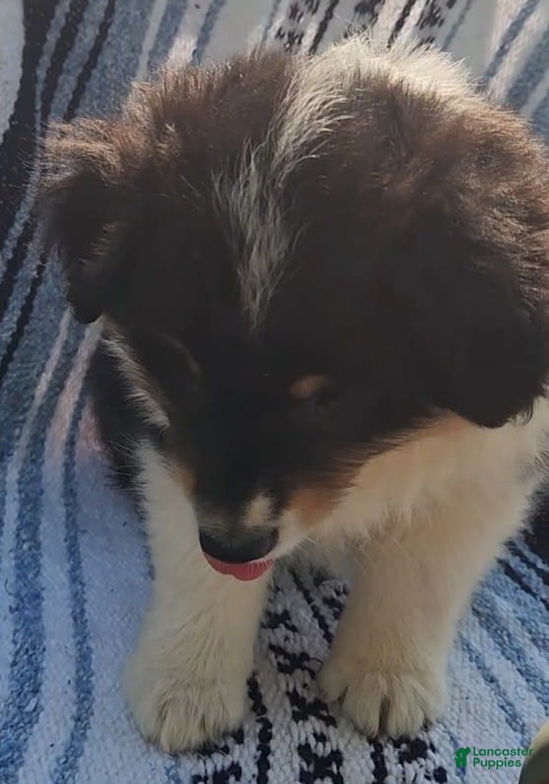 Australian Shepherd dogs for sale: Sasha - Image 14