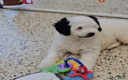  dogs for sale: Whitney - Image 9