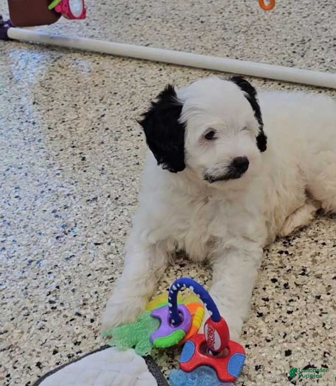  dogs for sale: Whitney - Image 9