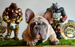 French Bulldog dogs for sale: Frank White - Image 10