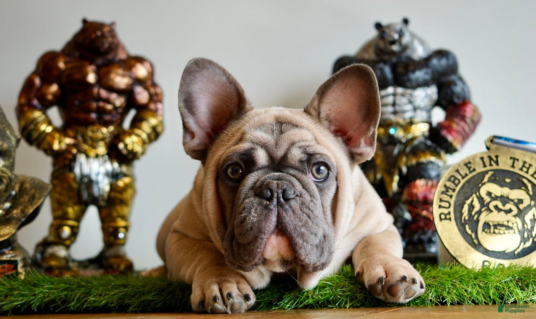 French Bulldog dogs for sale: Frank White - Image 10