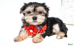 Morkie dogs for sale: Morkie 5 puppies - Image 10