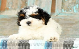 Cavapoo dogs for sale: Alexis - Image 6