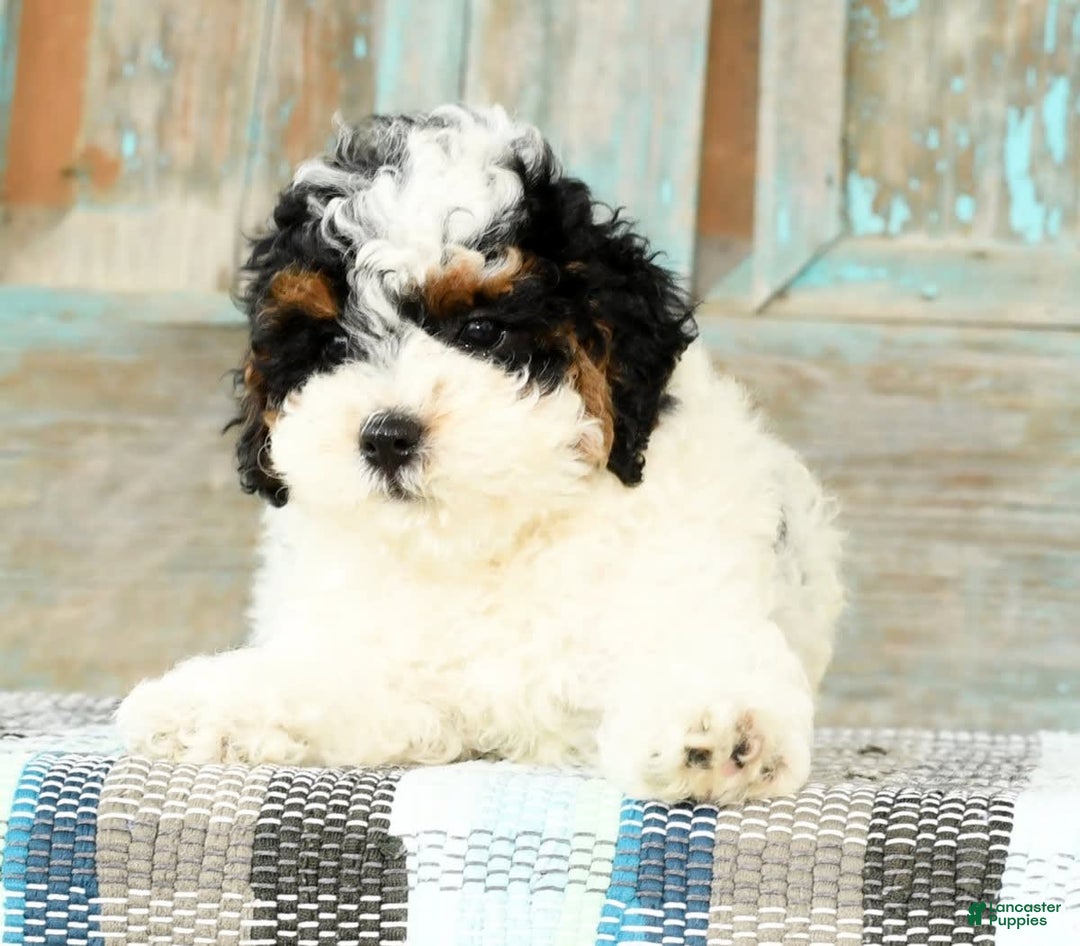 Cavapoo dogs for sale: Alexis - Image 6