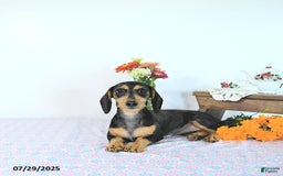 Miniature Dachshund dogs for sale: Cola - Image 6
