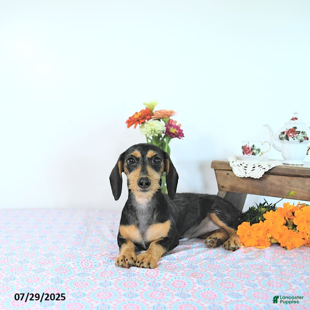 Miniature Dachshund dogs for sale: Cola - Image 6