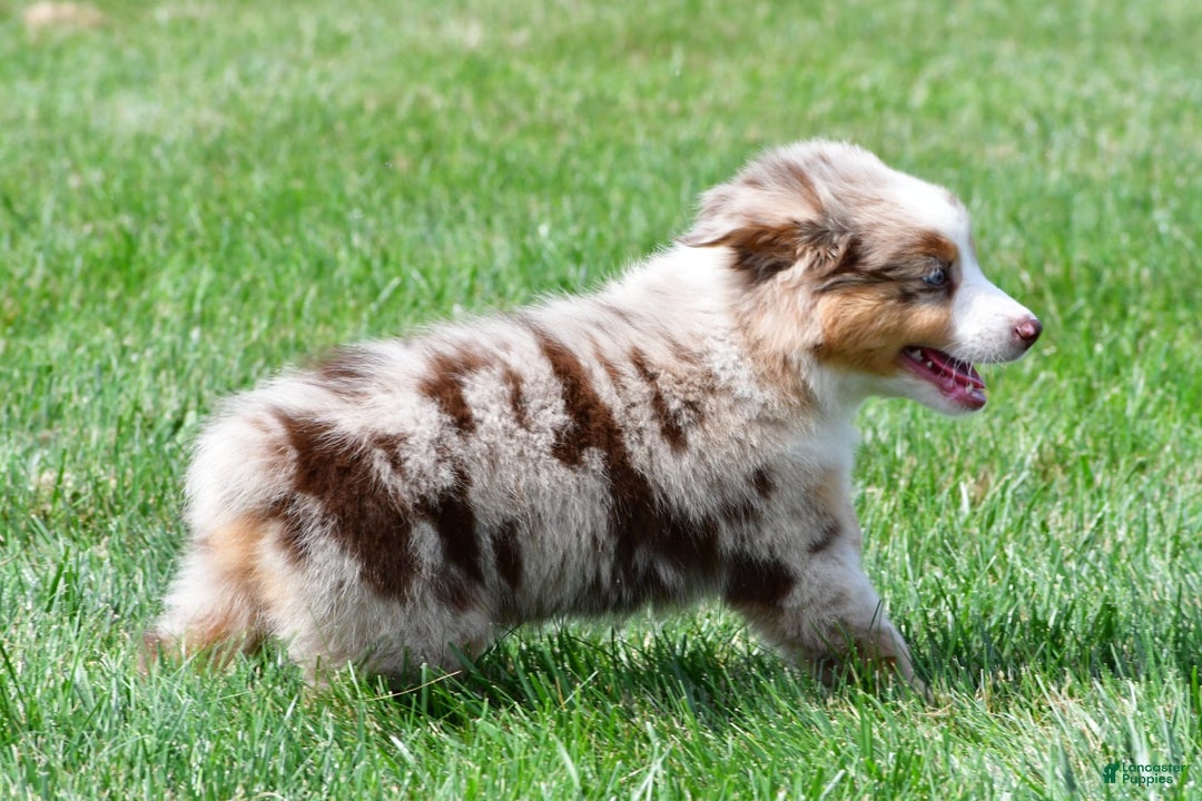 Australian Shepherd dogs for sale: Penny - Image 12