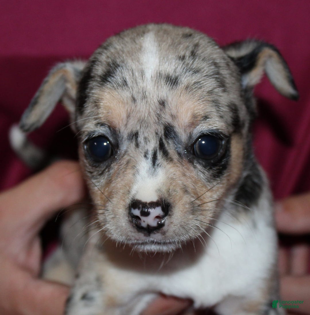Chihuahua dogs for sale: Irvin - Image 2