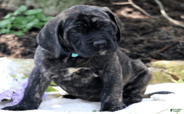 English Mastiff dogs for sale - Ad 2