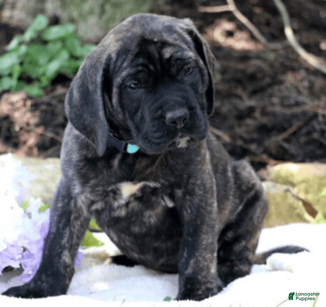 English Mastiff dogs for sale: Gracie - Image 1