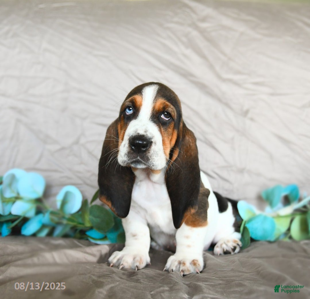 Basset Hound dogs for sale: Sophie - Image 4