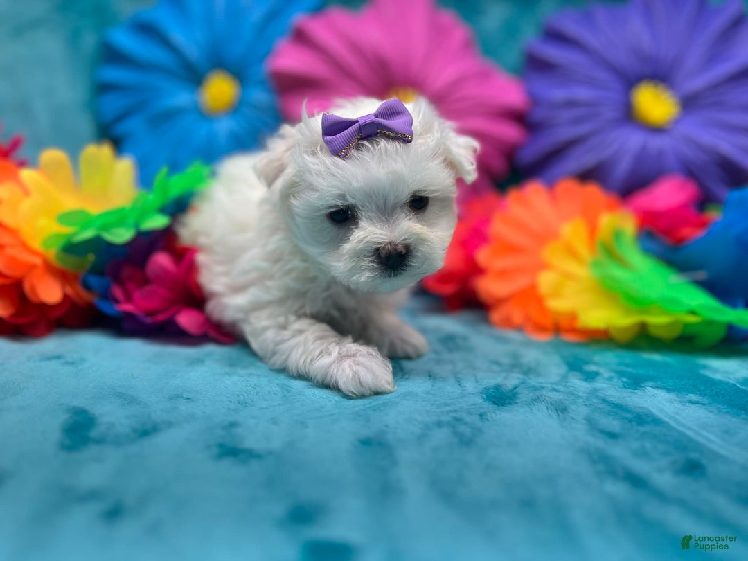 Maltese dogs for sale: AKC purple bow - Image 4