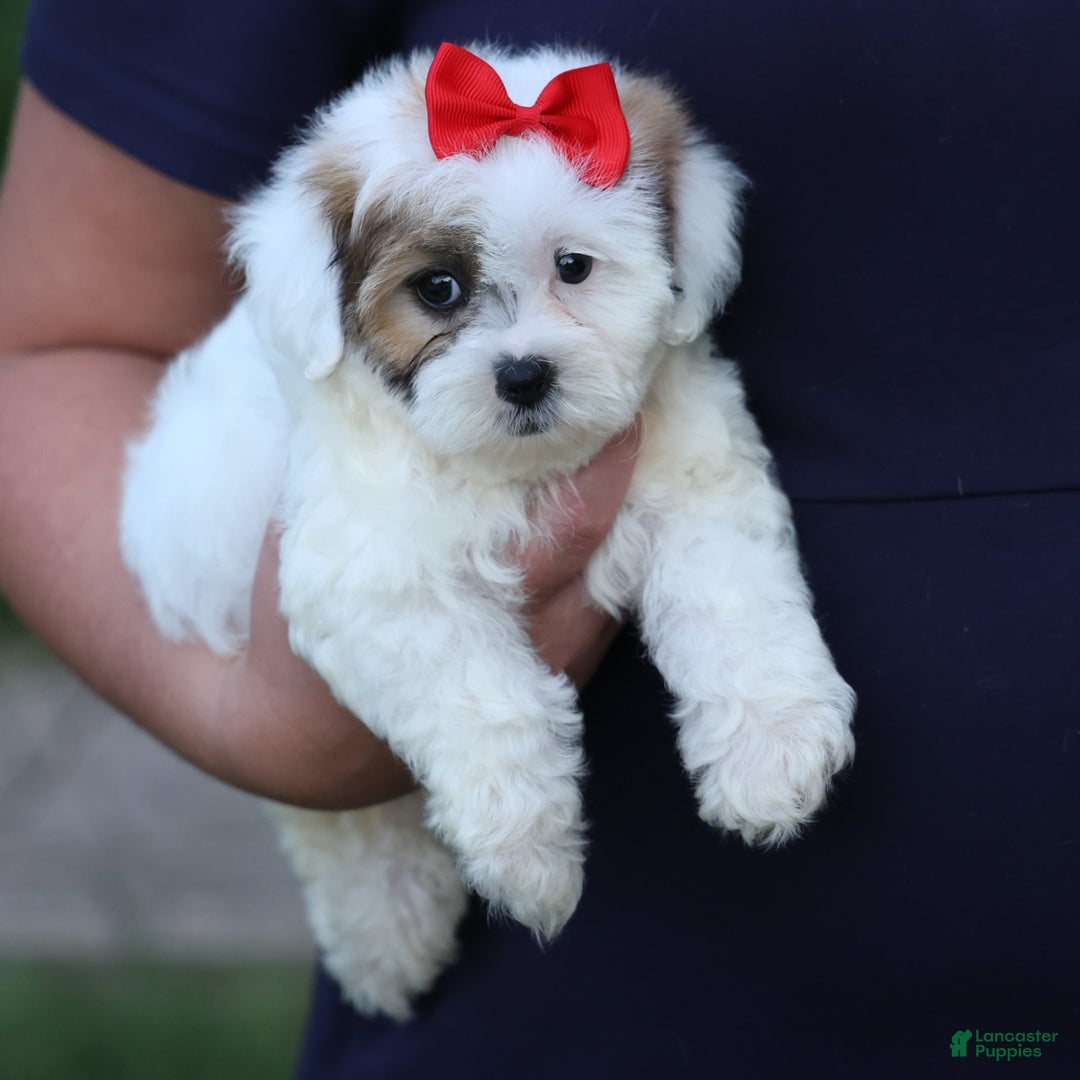 Shihpoo dogs for sale: Sage - Image 23