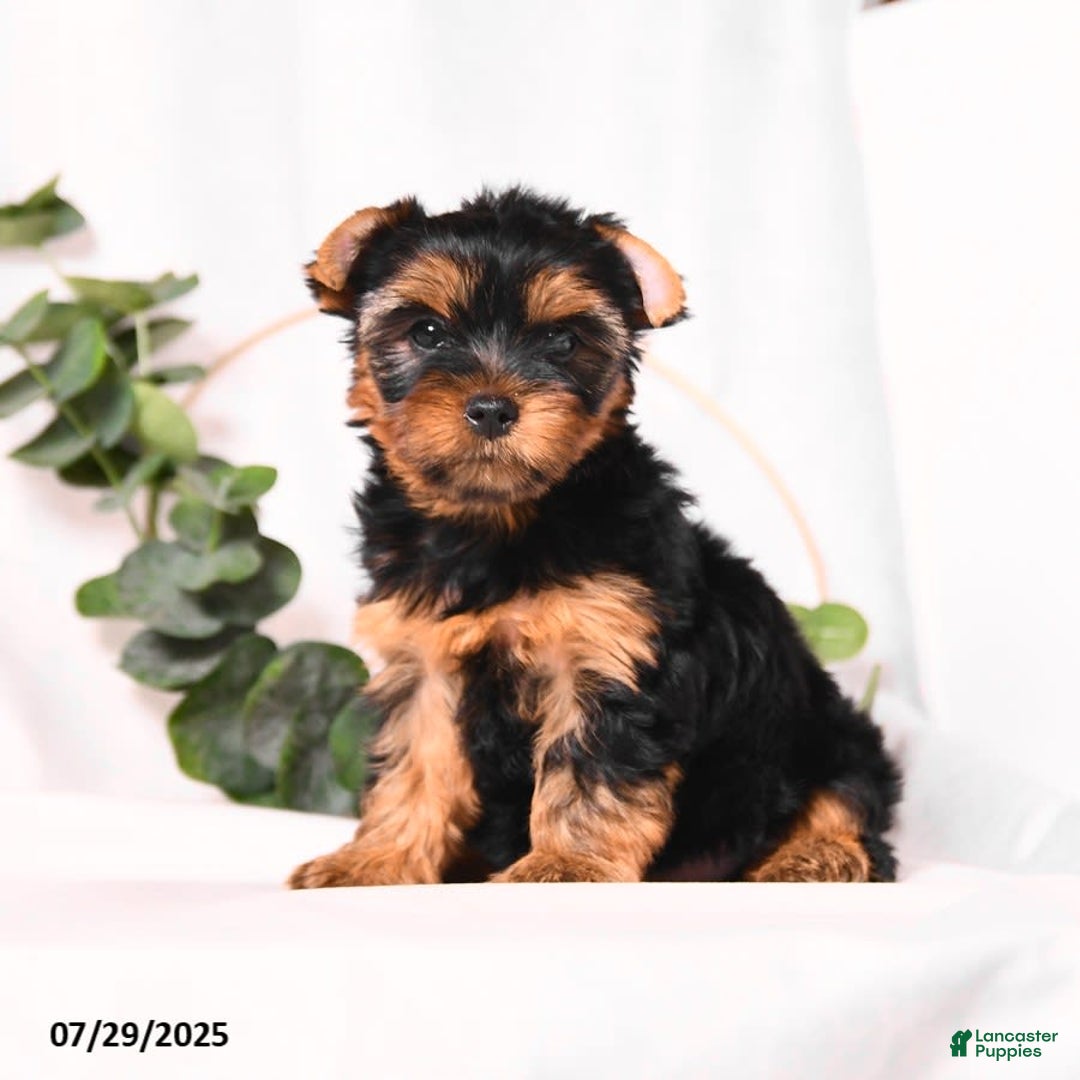 Yorkshire Terrier dogs for sale: Zara - Image 6
