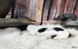 English Springer Spaniel dogs for sale: Cranberry - Image 3
