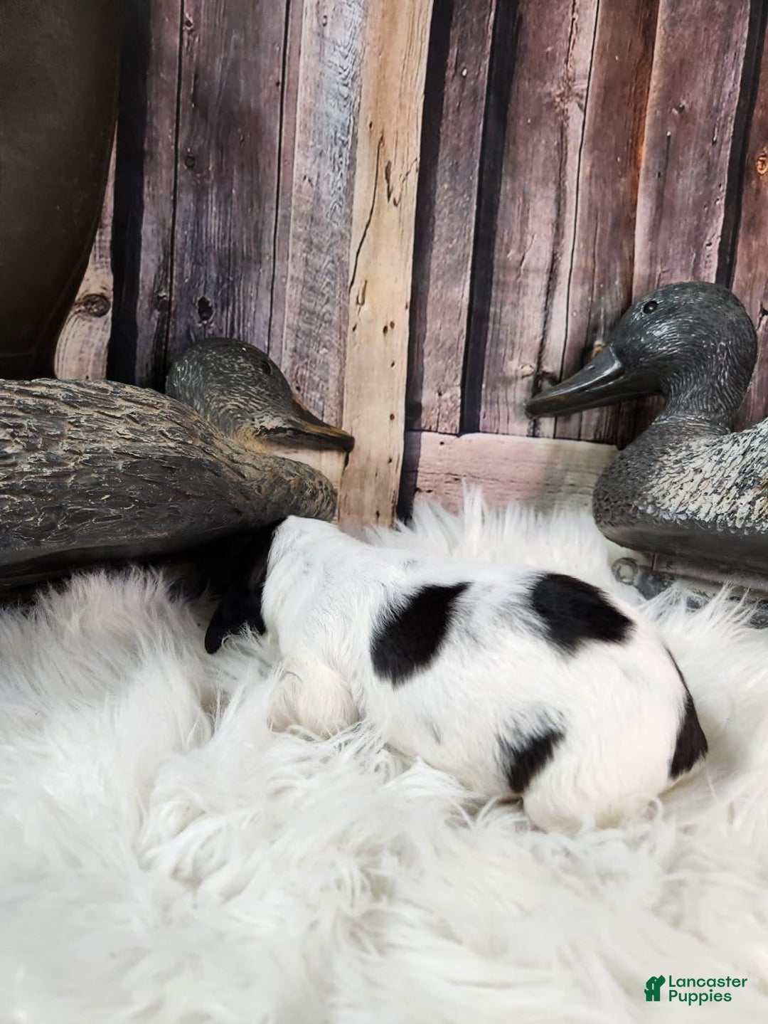 English Springer Spaniel dogs for sale: Cranberry - Image 3